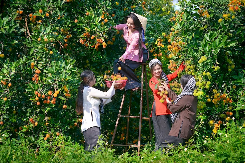 Enjoy the authentic charm of Can Tho’s fruit gardens, where you can pick and feast on ripe tropical fruits straight from the trees